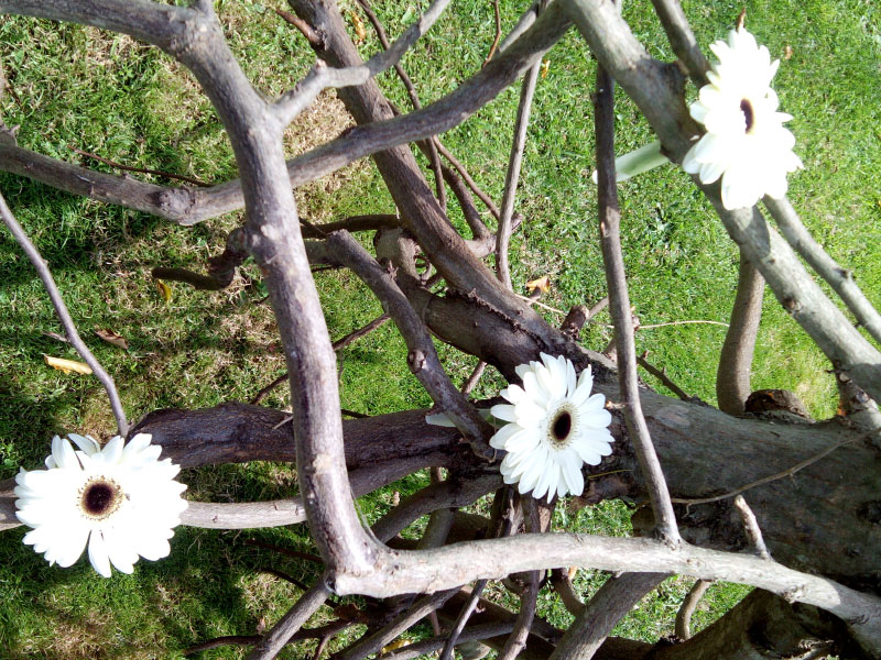 floristeria decoracion floral bodas